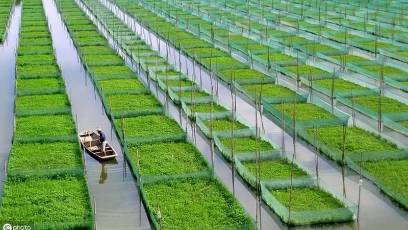 手持式种植机械：如何选择适合的型号？**