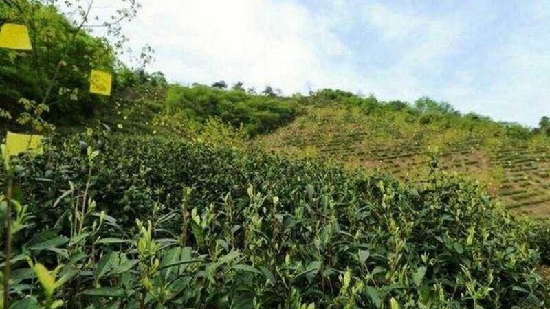 蔬菜玻璃温室大棚定制方案：构建高效农业生产环境