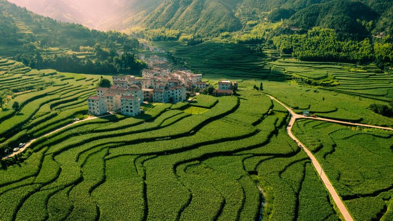阳台种水果与菜园种植区别