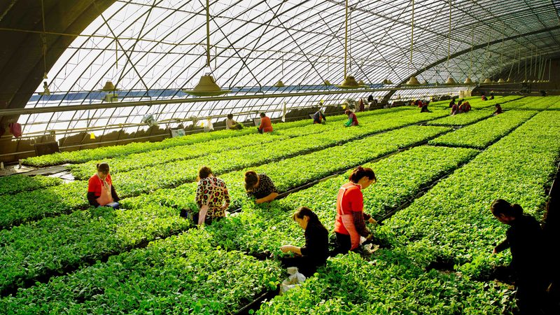 农产品供应链金融与物流金融：本质区别与运用场景**