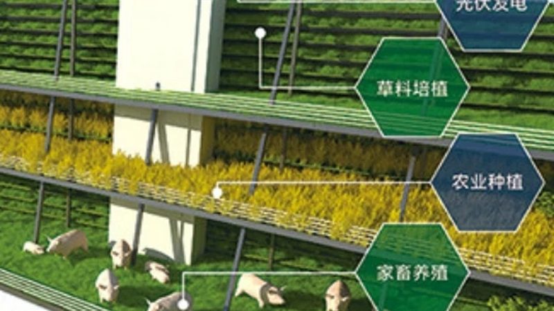 绿色食品加盟还是代理？揭秘加盟与代理的差异化优势