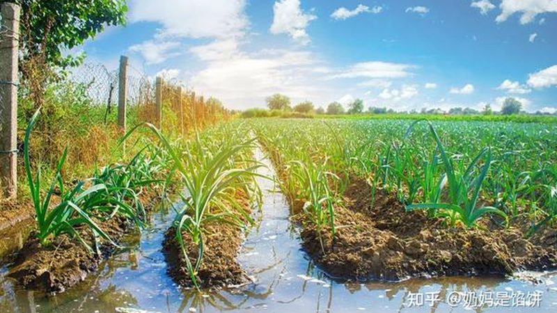 有机农业种植公司怎么挑，先看这五个硬指标