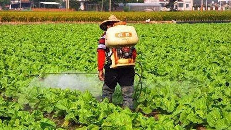 亲子农场草莓采摘攻略：如何挑选最佳采摘季