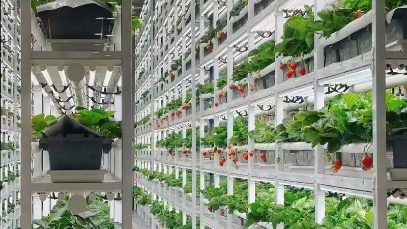 农业项目招标，把握时间节点至关重要**